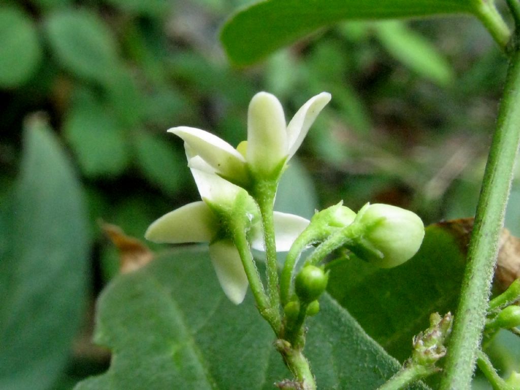 Vincentoxicum hirundinaria? S