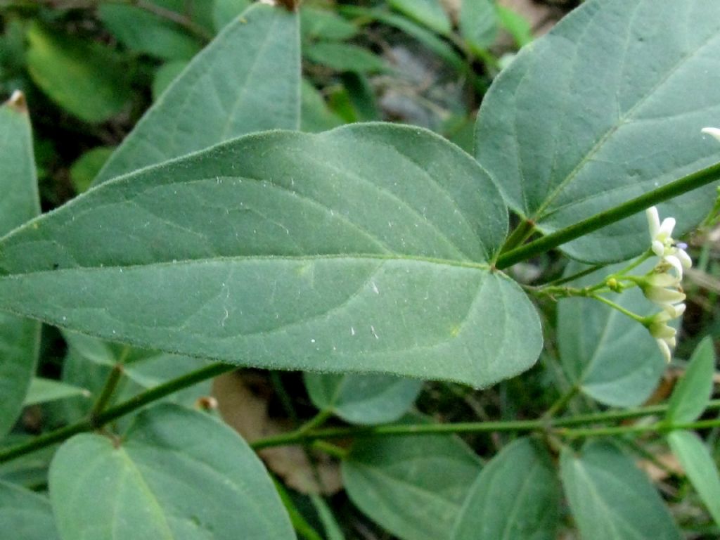 Vincentoxicum hirundinaria? S