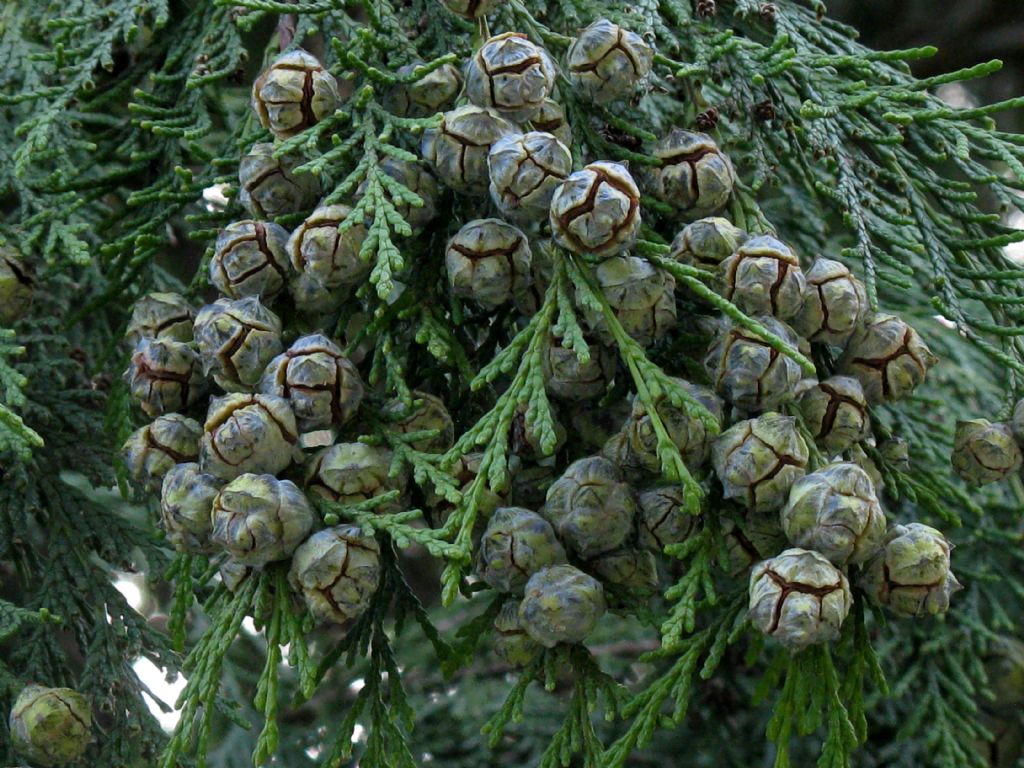 Cipresso di Lawson?  S, Chamaecyparis lawsoniana