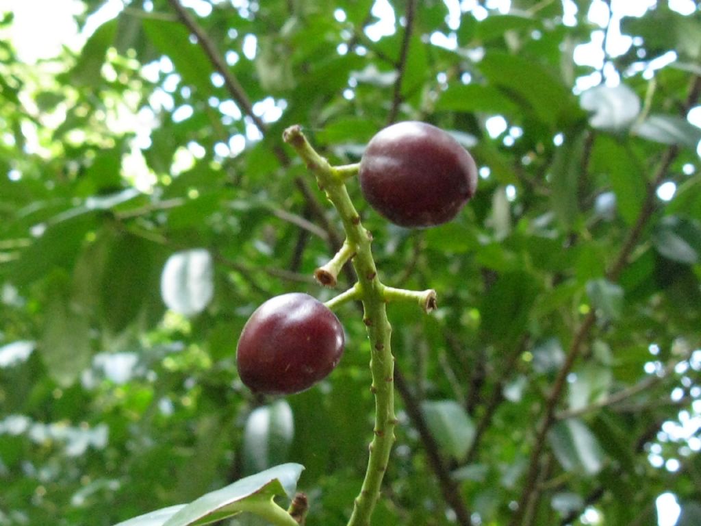 Drupe di... Prunus laurocerasus