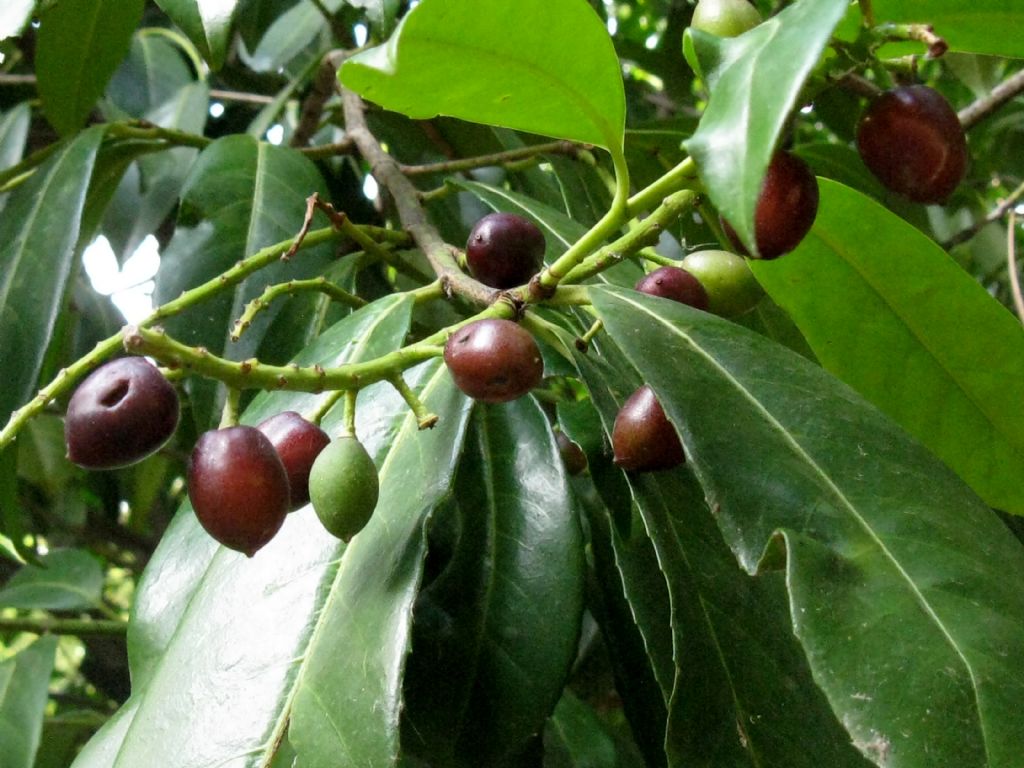 Drupe di... Prunus laurocerasus