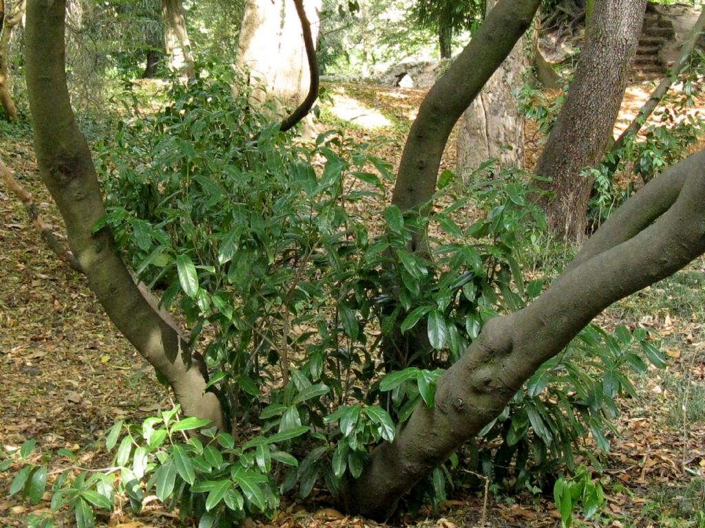Drupe di... Prunus laurocerasus