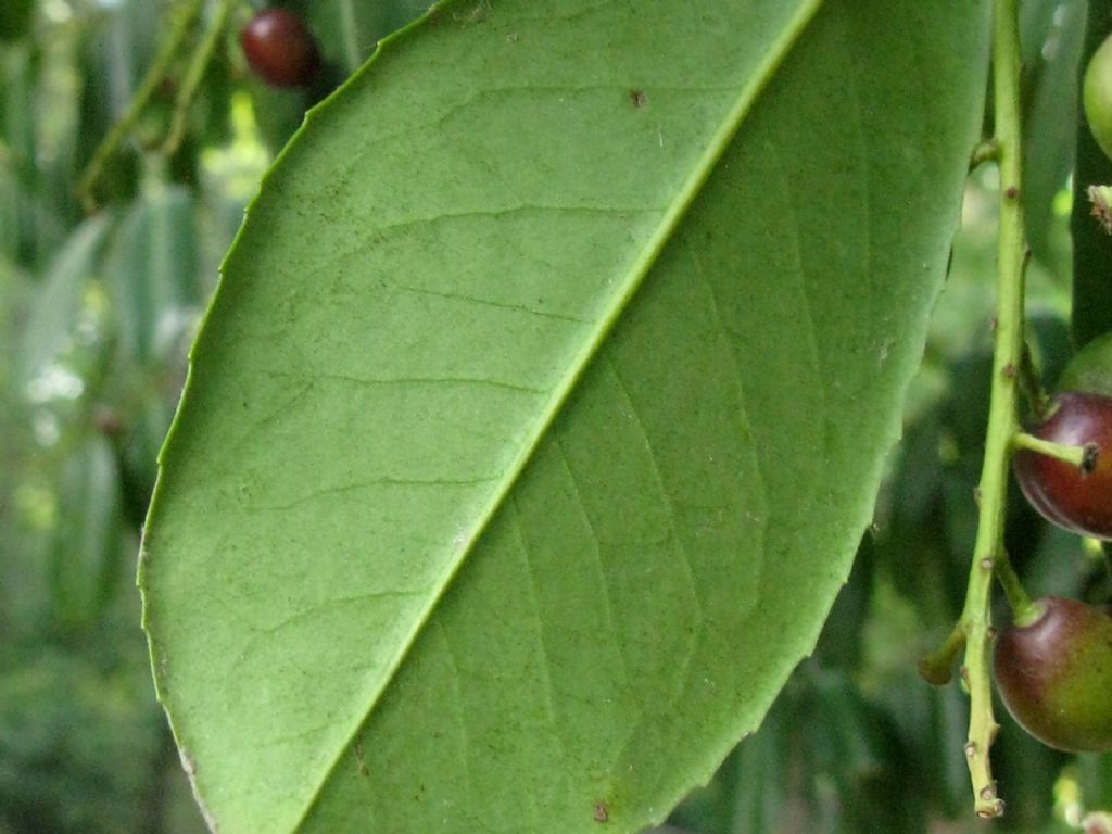 Drupe di... Prunus laurocerasus