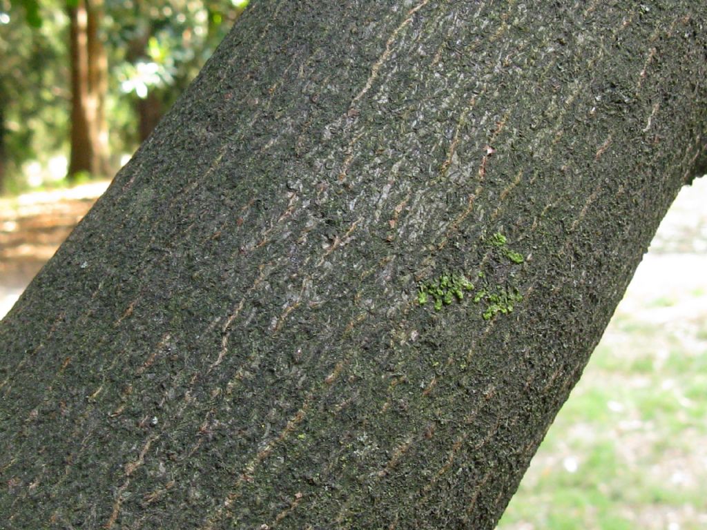 Drupe di... Prunus laurocerasus