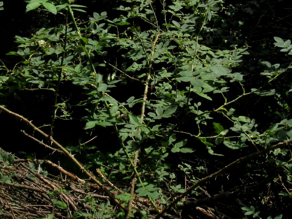 Rosa sp.