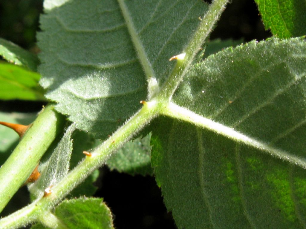 Rosa sp.