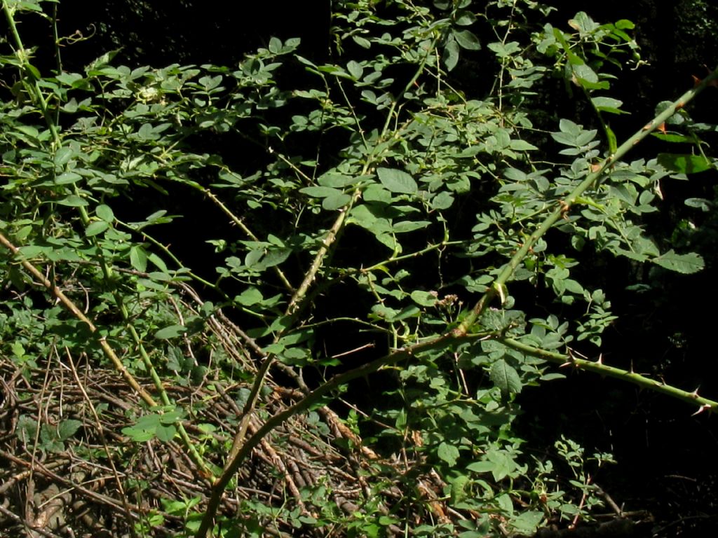 Rosa sp.
