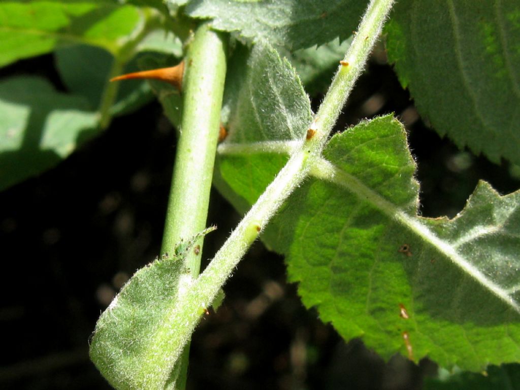 Rosa sp.