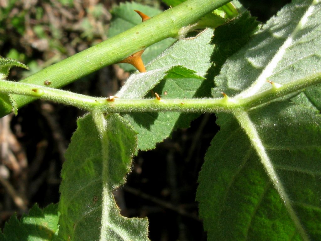 Rosa sp.