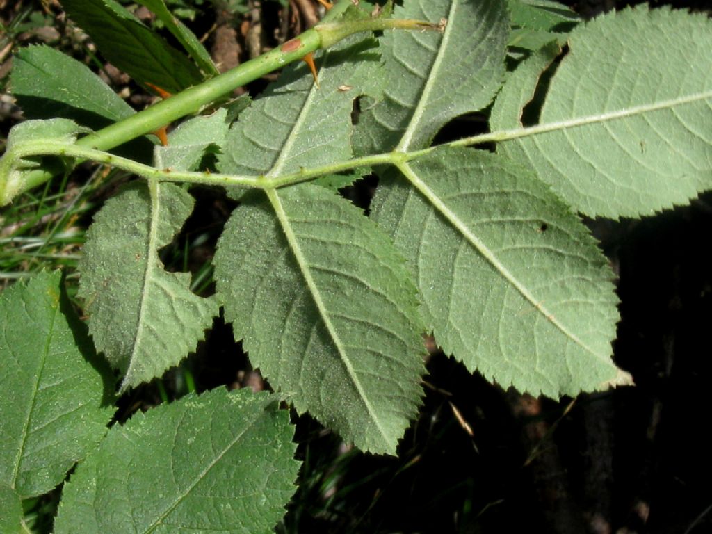Rosa sp.