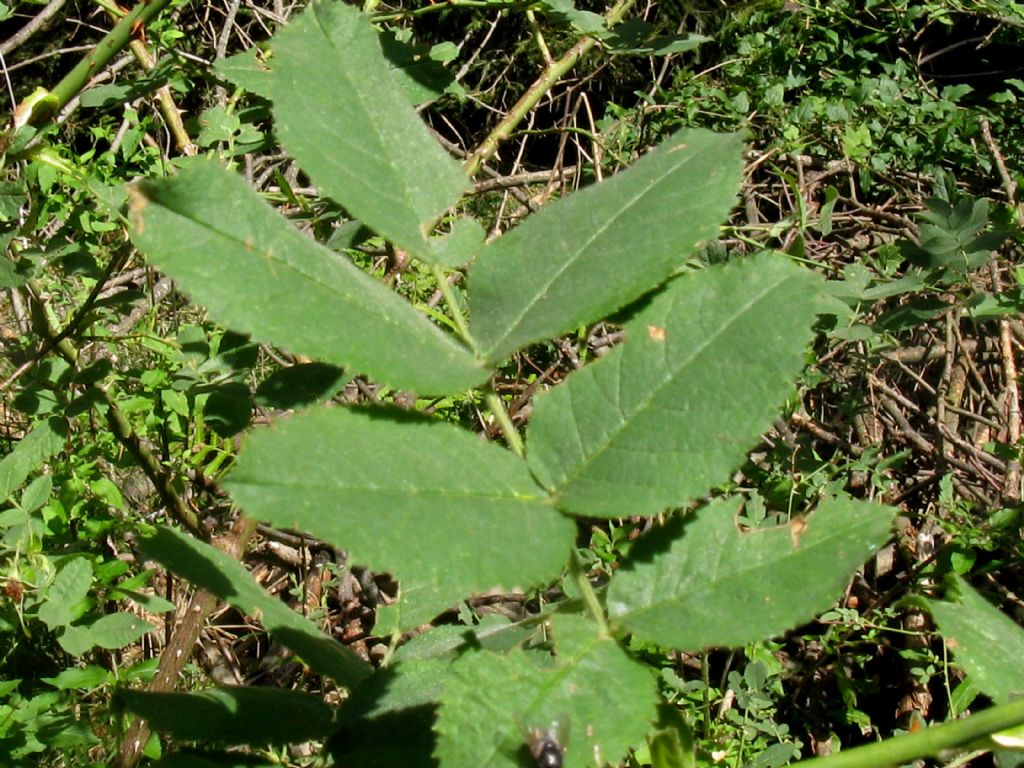 Rosa sp.