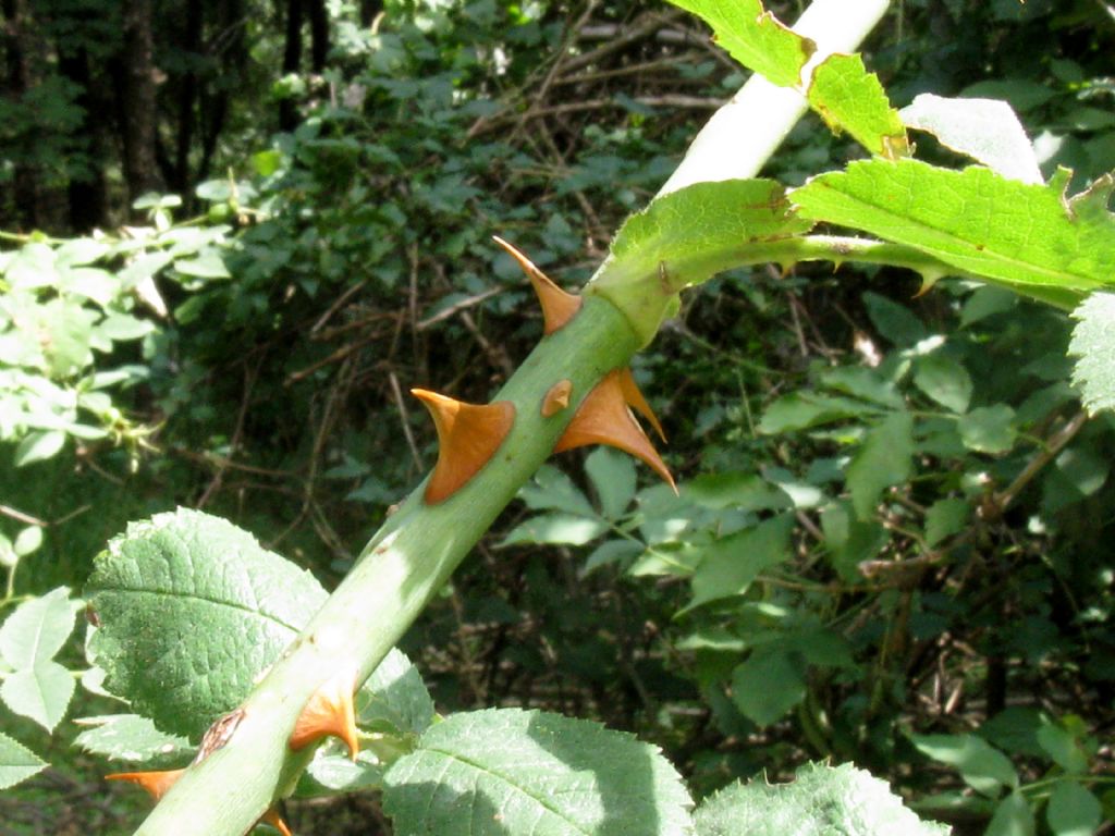 Rosa sp.