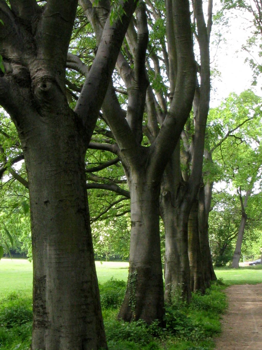 Celtis australis?
