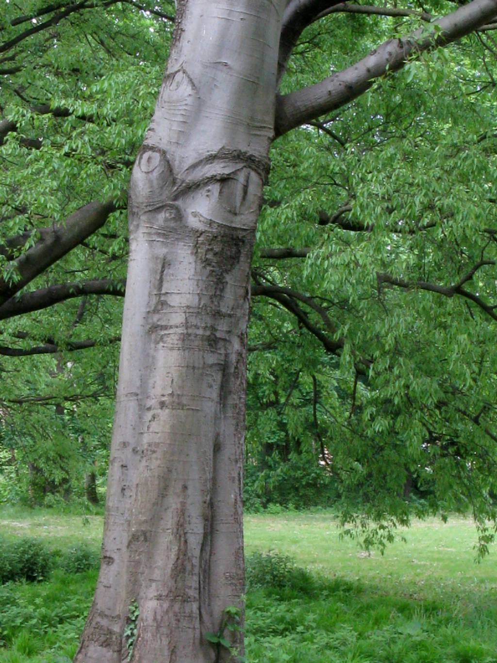 Celtis australis?
