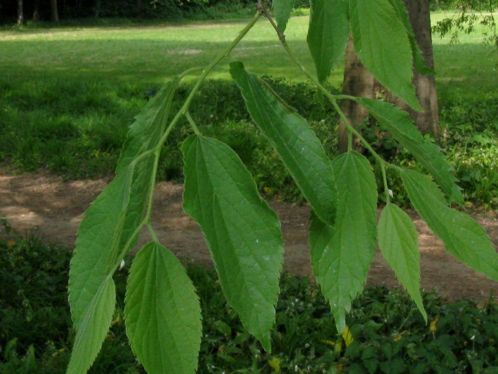 Celtis australis?