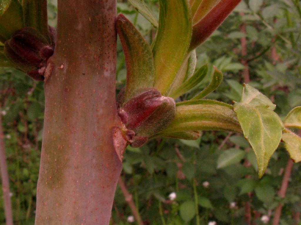 Toona sinensis (Meliaceae)