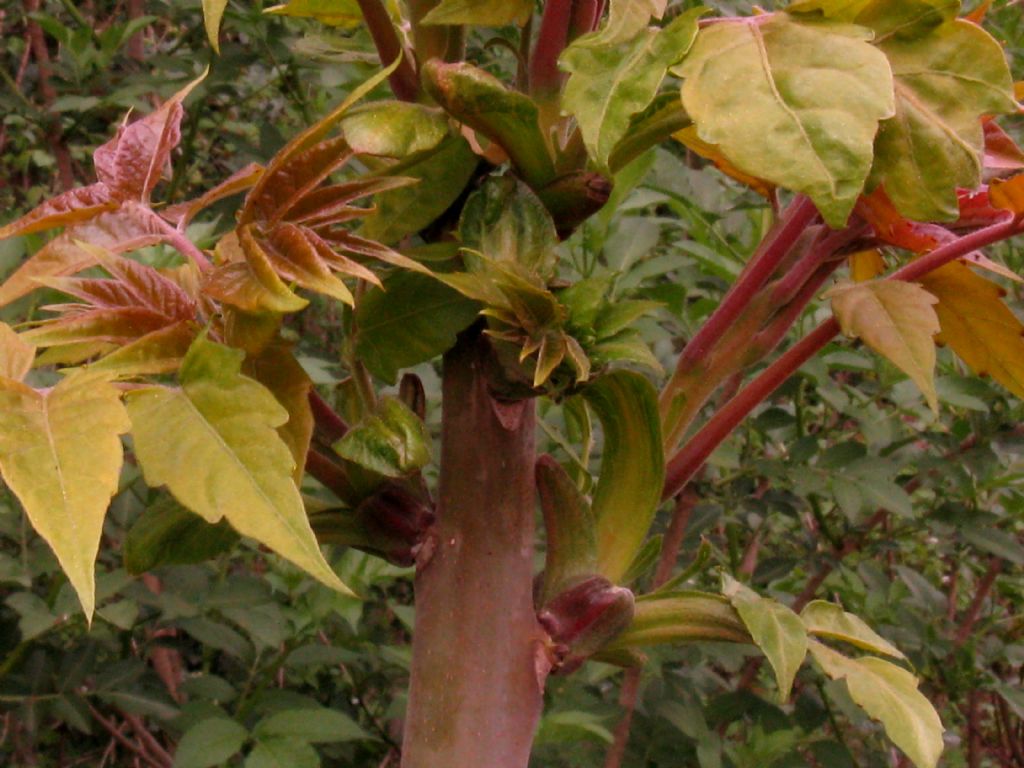 Toona sinensis (Meliaceae)