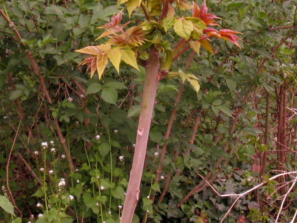Toona sinensis (Meliaceae)