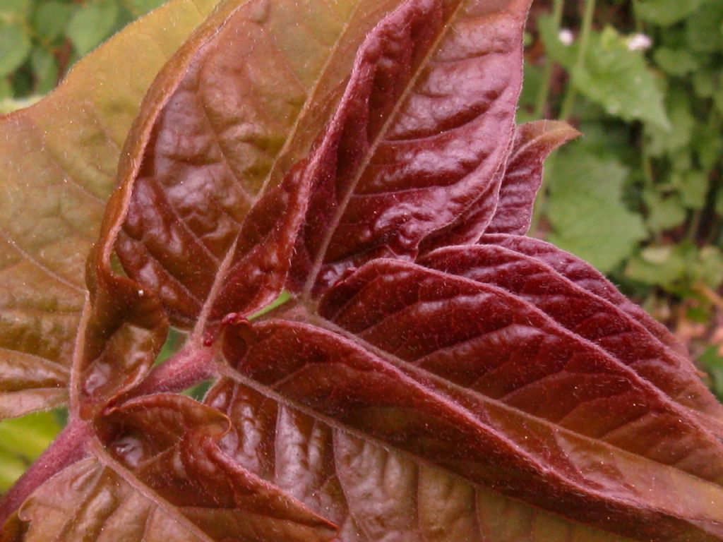 Toona sinensis (Meliaceae)