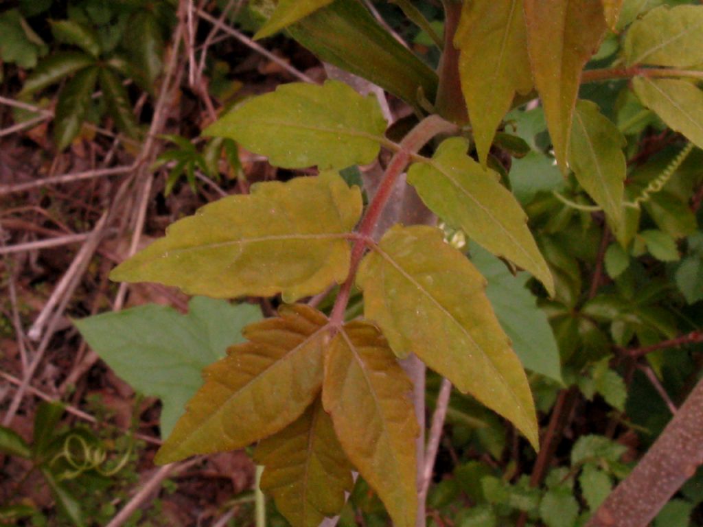 Toona sinensis (Meliaceae)