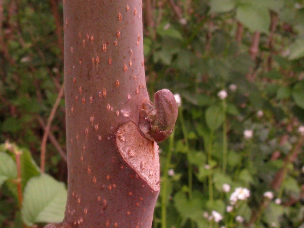 Toona sinensis (Meliaceae)