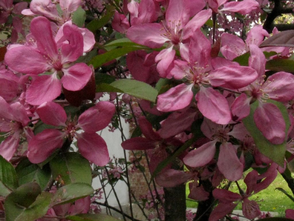 Malus  purpurea ( cv ''Lemoinei'' ?)