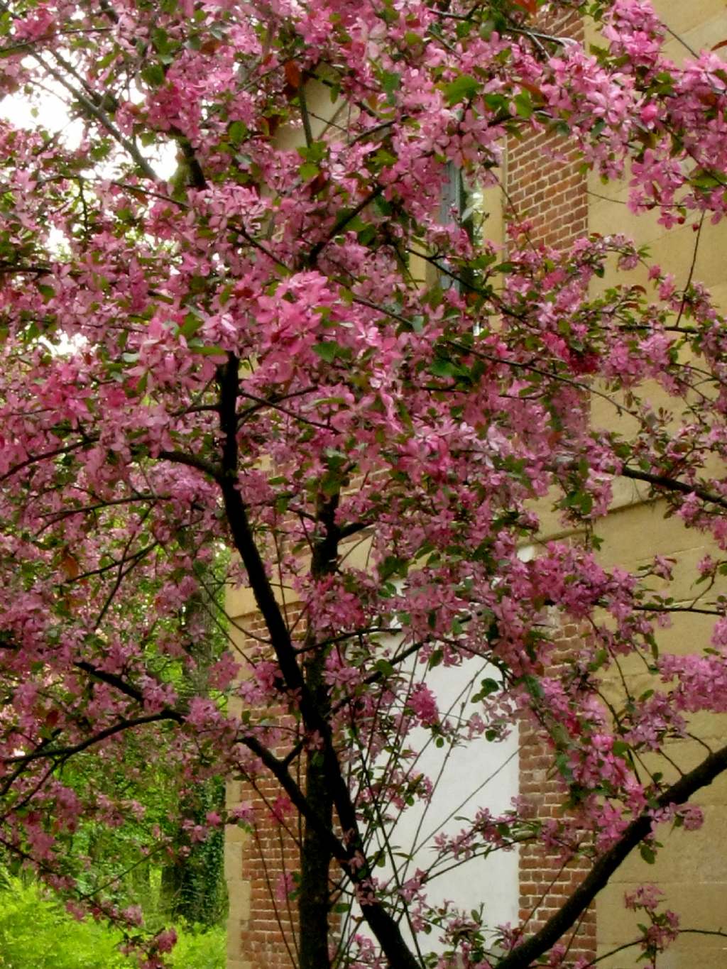 Malus  purpurea ( cv ''Lemoinei'' ?)