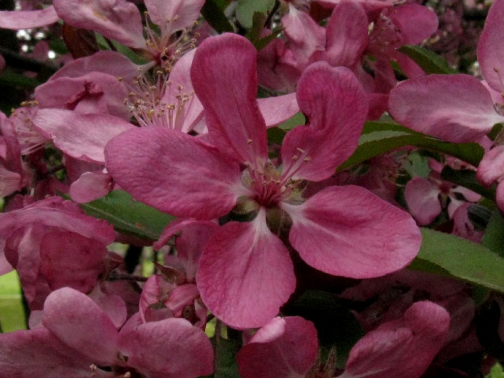 Malus  purpurea ( cv ''Lemoinei'' ?)