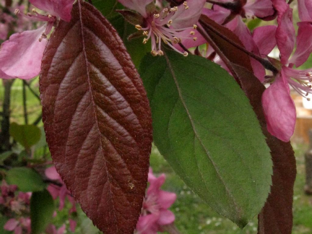 Malus  purpurea ( cv ''Lemoinei'' ?)