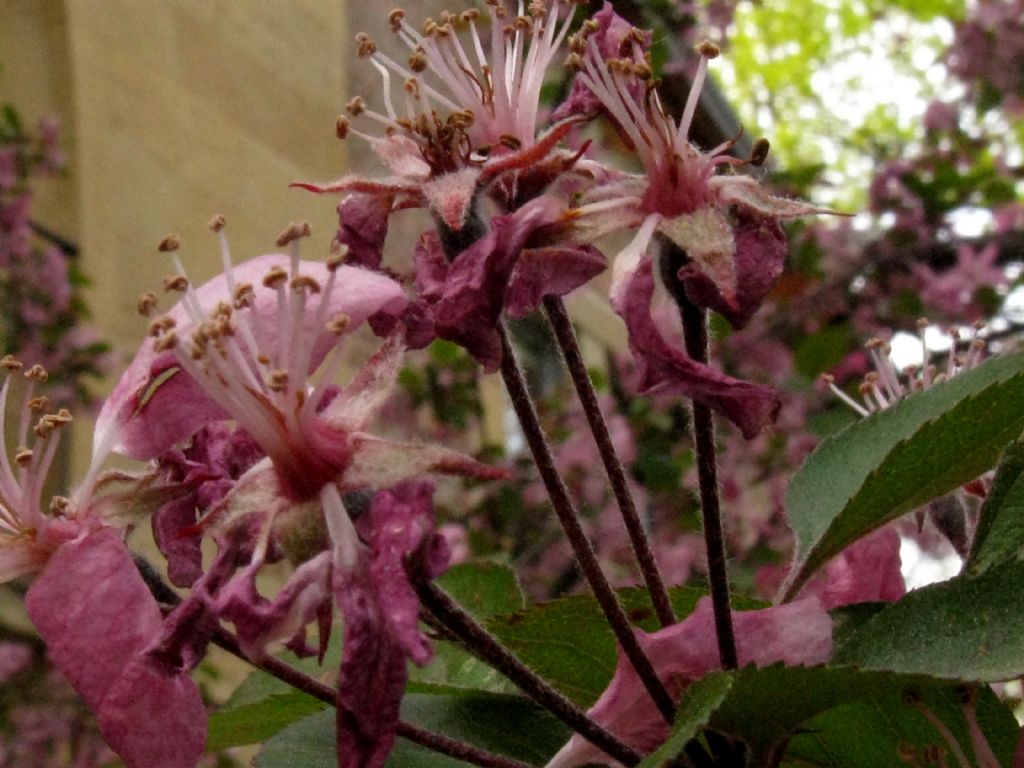 Malus  purpurea ( cv ''Lemoinei'' ?)