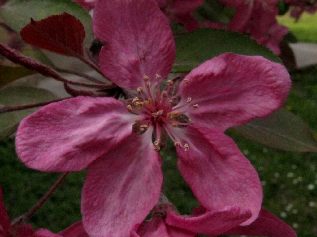 Malus  purpurea ( cv ''Lemoinei'' ?)