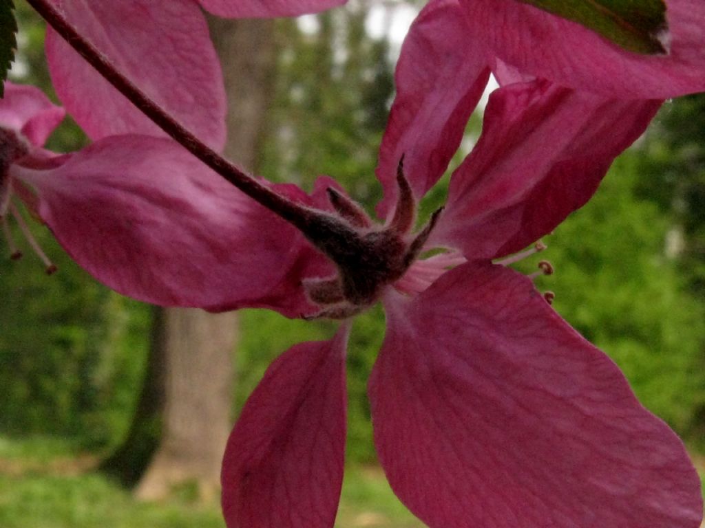 Malus  purpurea ( cv ''Lemoinei'' ?)