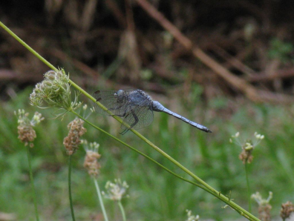 Orthetrum brunneum? S, maschio