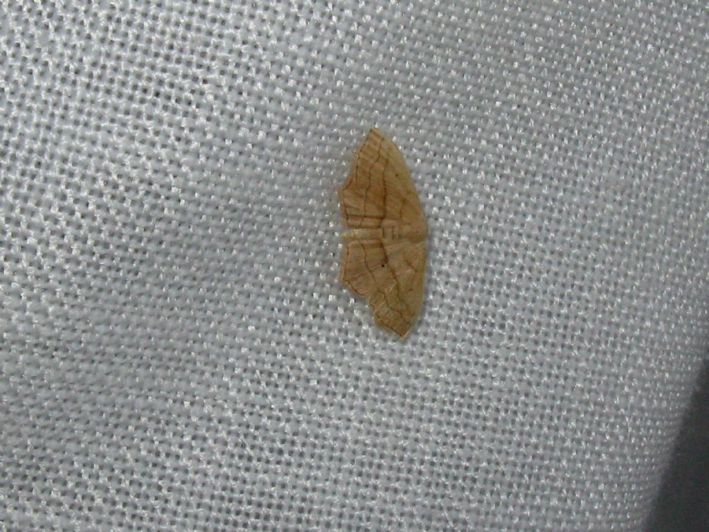 Geometridae: Scopula imitaria