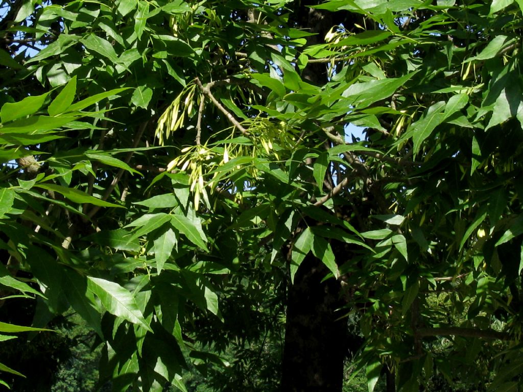 Fraxinus ornus - Orniello?  S