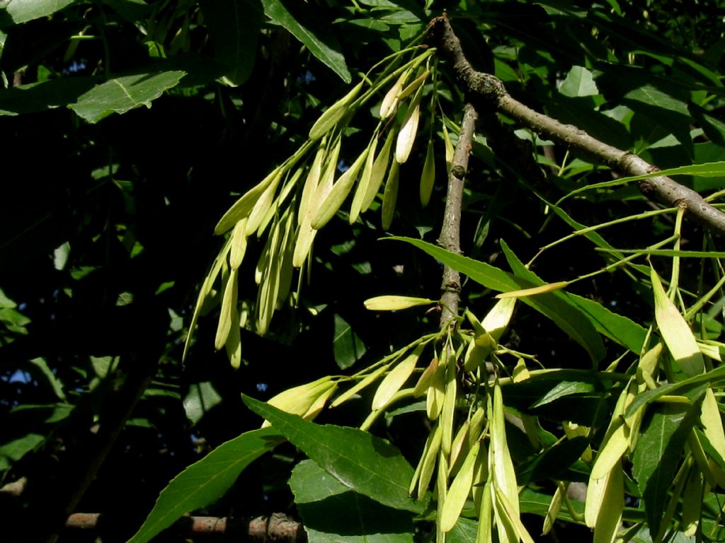 Fraxinus ornus - Orniello?  S