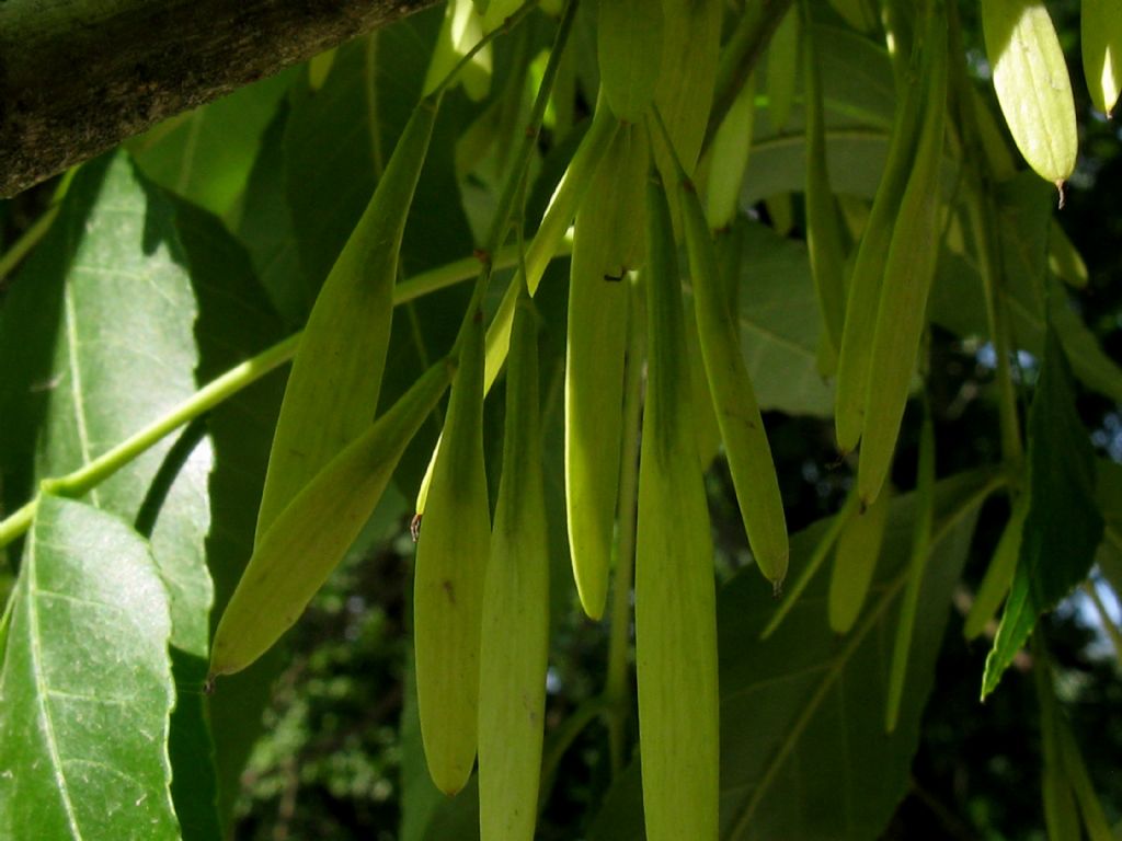 Fraxinus ornus - Orniello?  S