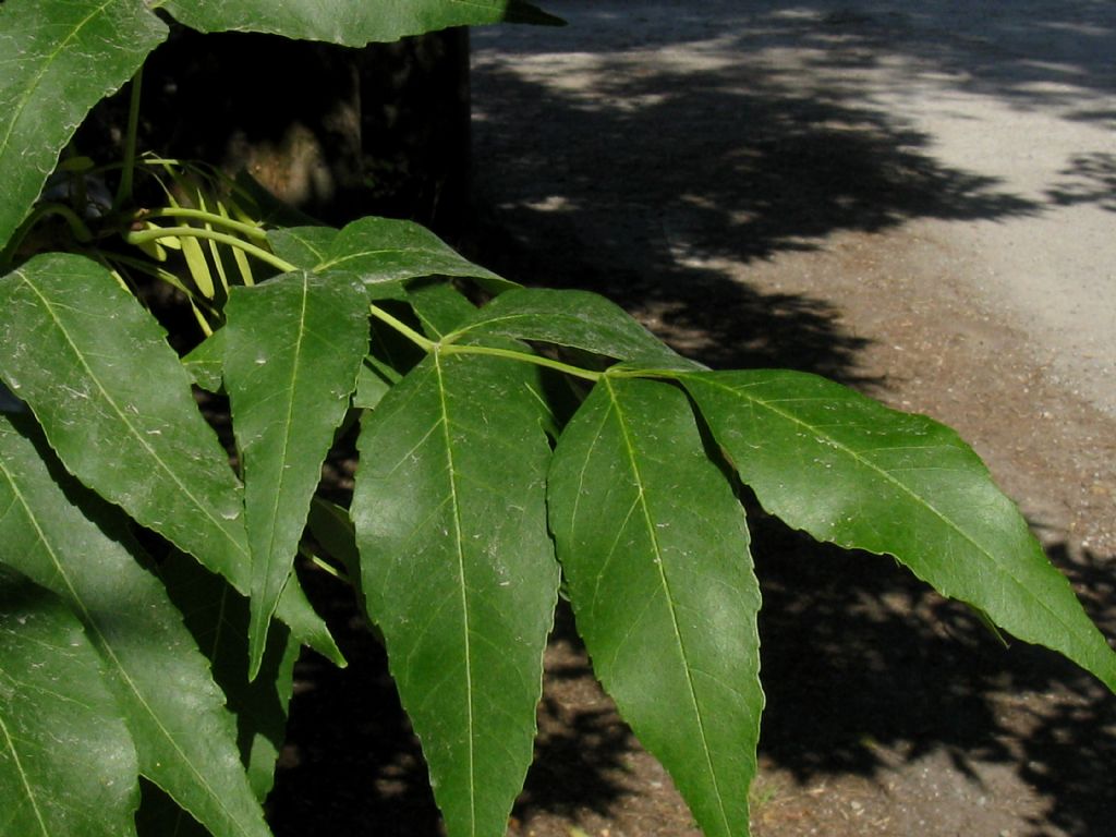 Fraxinus ornus - Orniello?  S