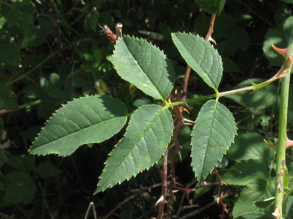 Rosa canina ? ...Rosa canina s.l.