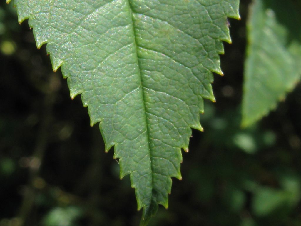 Rosa canina ? ...Rosa canina s.l.