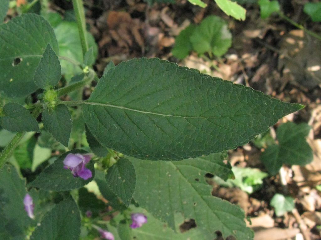 Falsa ortica? Galeopsis cfr. tetrahit