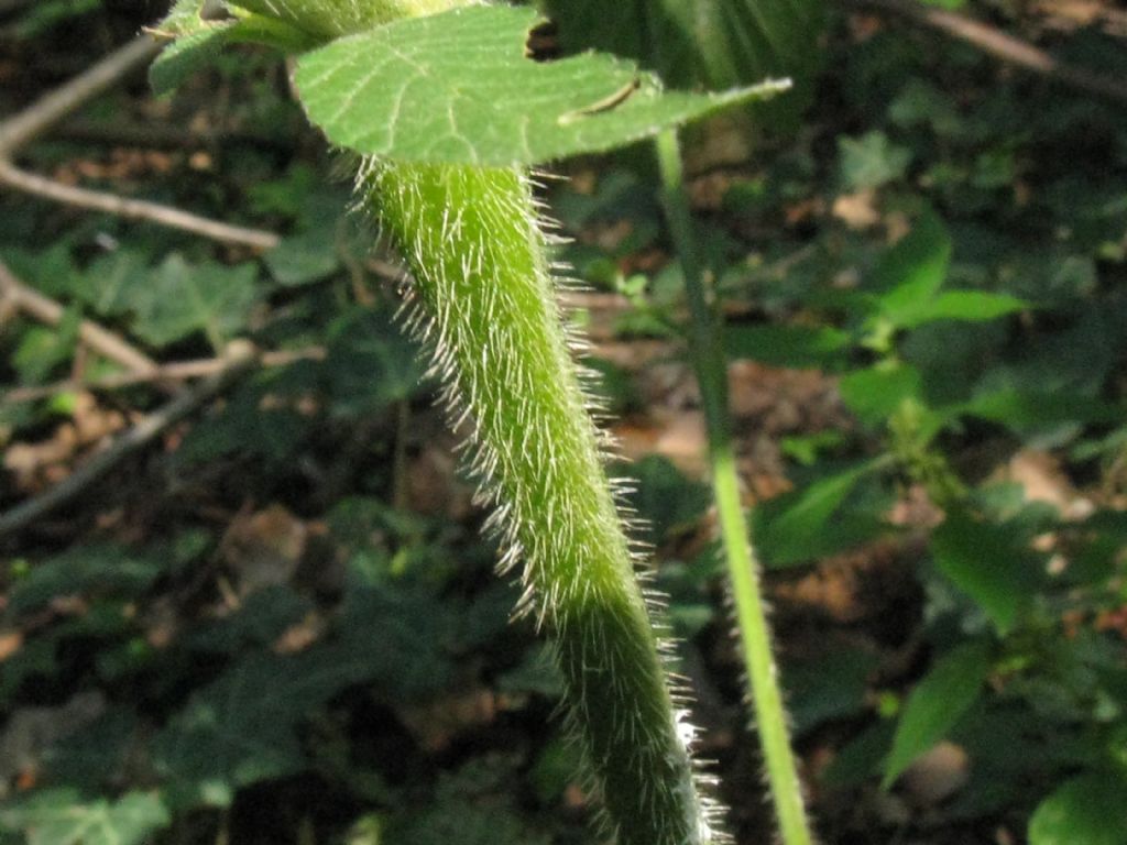 Falsa ortica? Galeopsis cfr. tetrahit