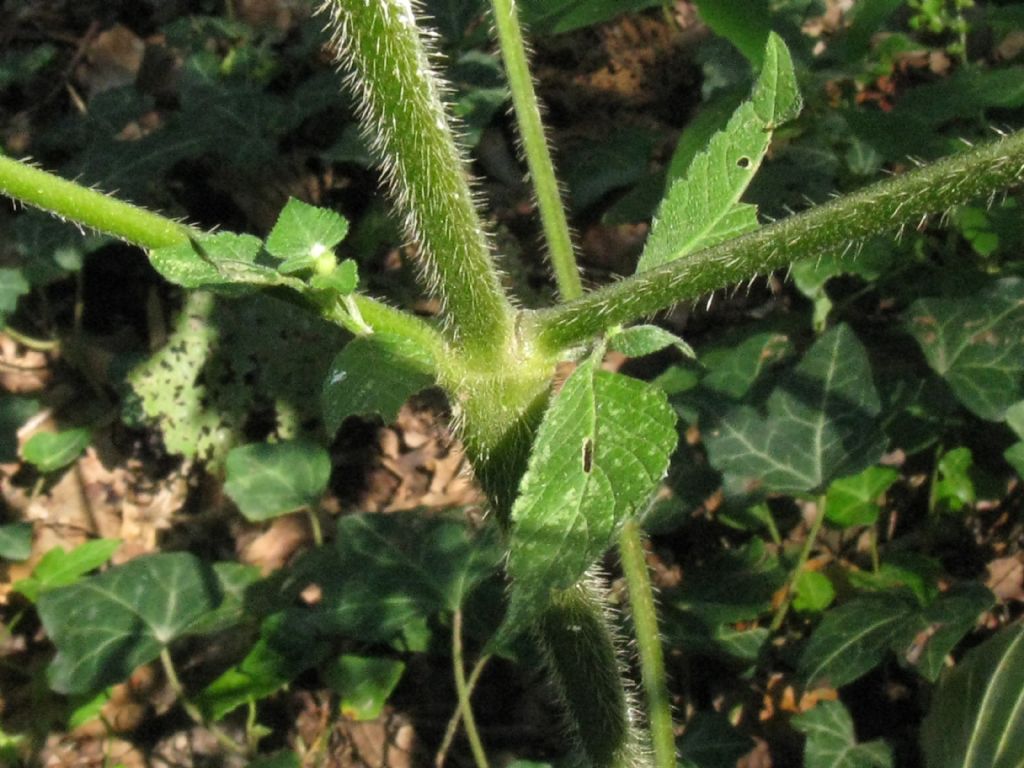 Falsa ortica? Galeopsis cfr. tetrahit