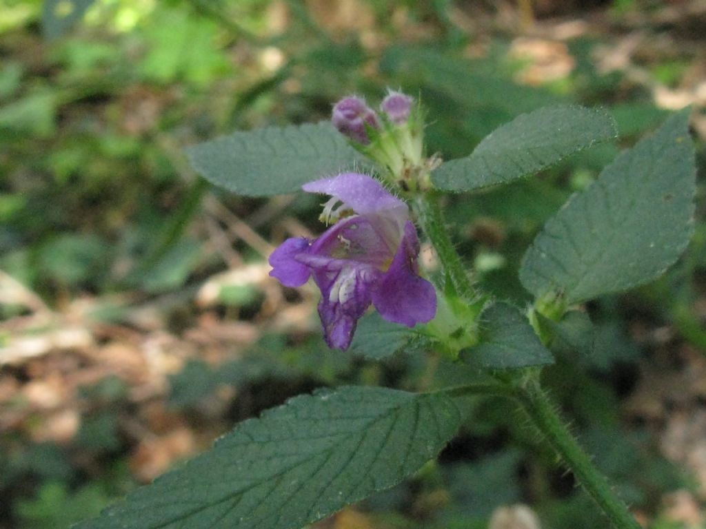 Falsa ortica? Galeopsis cfr. tetrahit