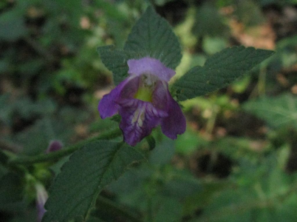 Falsa ortica? Galeopsis cfr. tetrahit