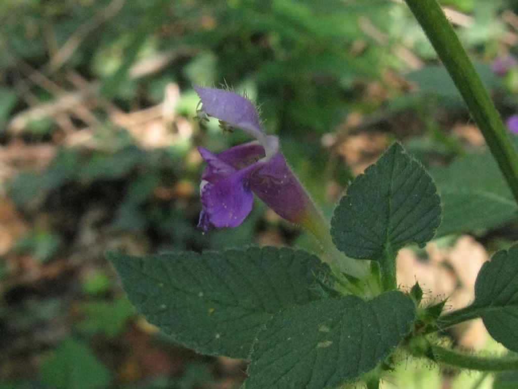 Falsa ortica? Galeopsis cfr. tetrahit