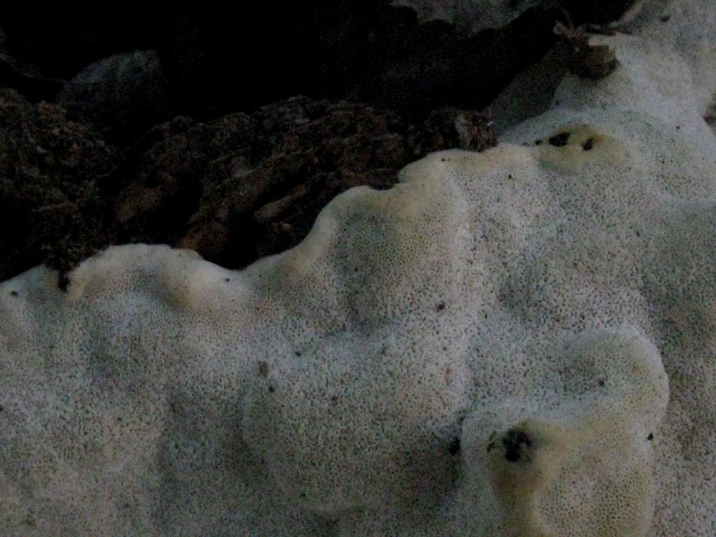 Fungo da identificare