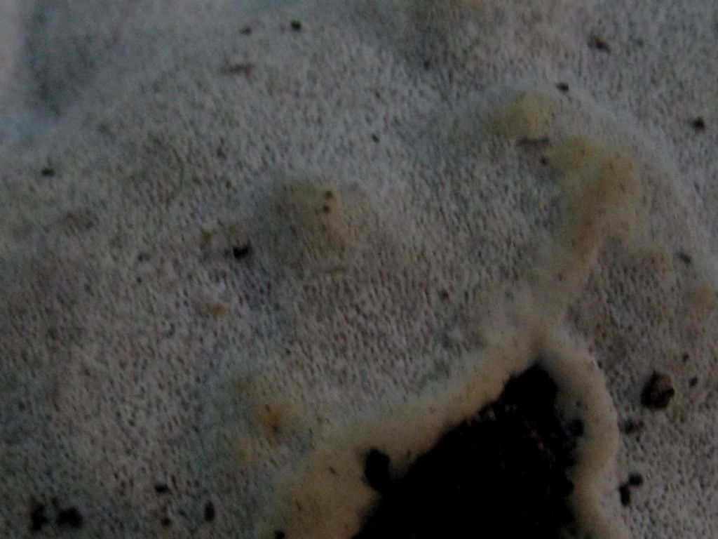 Fungo da identificare