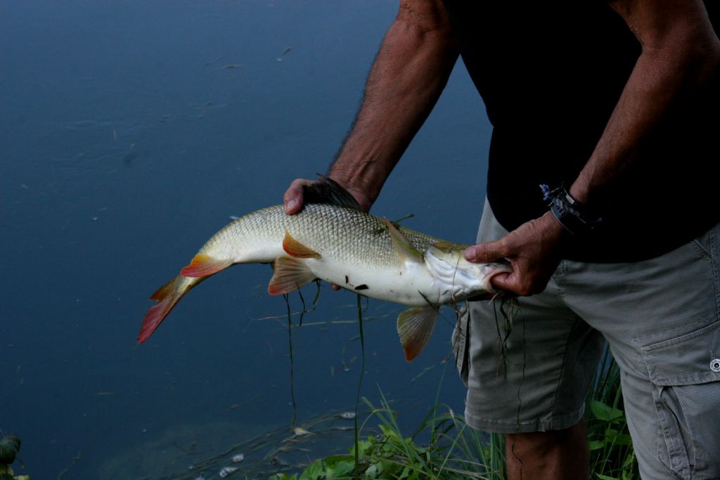 Barbo: Barbus sp.