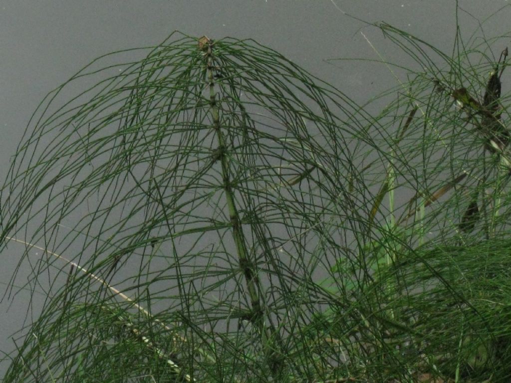 Equisetum...?  Equisetum telmateia